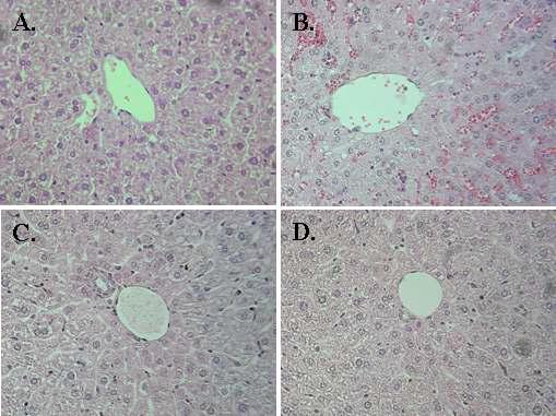Reduction of non-irradiated (0 kGy; B), irradiated (5 kGy; C), and heat treated (D) mistleto extracted lectin feeeding (25 ㎍/kg body weight) mice (BALB/C) on liver morphology by H & E staining and mormal liver tissue was compared as a control (A).