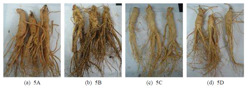 Figure 31. Categorized ginseng samples collected in domestic markets