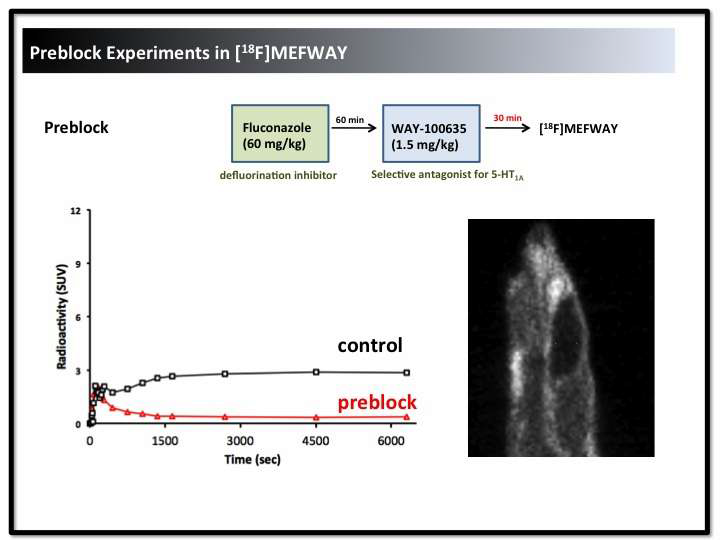 그림 53. WAY-100635를 이용한 [18F]MEFWAY preblock 실험