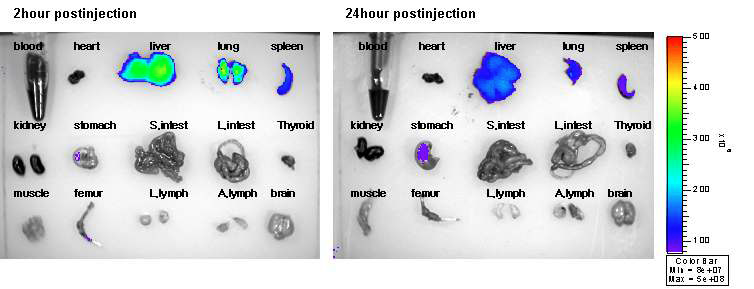 그림 63. 방사성요오드로 방사표지된 양자점의 생체 각 장기별 광학영상