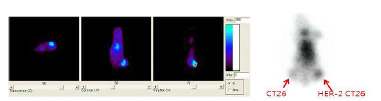 그림 65. 124I anti-HER1 및 131I anti-HER2 영상