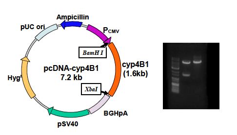 그림 83. cyp4B1 발현 벡터 제조