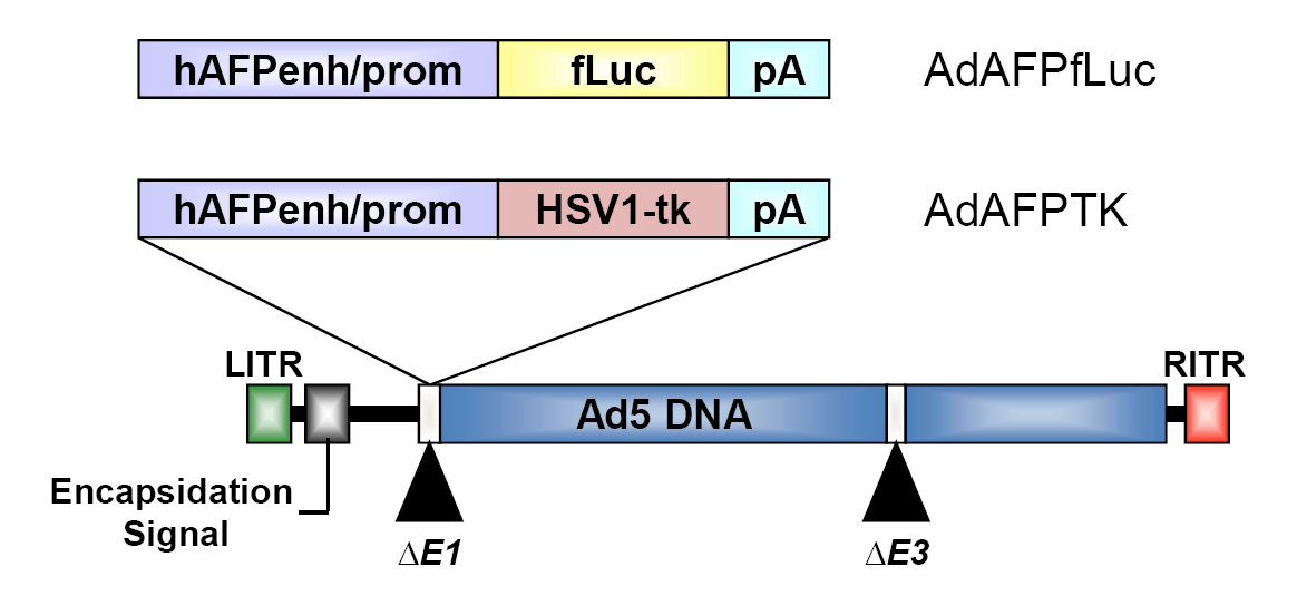 그림 89. 아데노바이러스 벡터(AdAFP-TK 및 AdAFP-fLuc) 제작 모식도