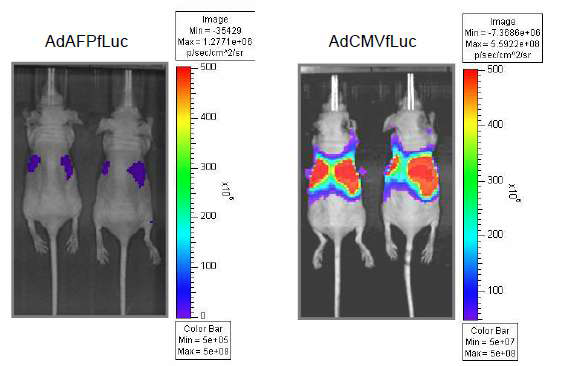 그림 91. 정상누드마우스에서 아데노바이러스 정맥주사 후 생체발광영상 획득