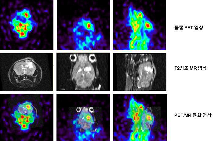그림 114. 정위 뇌암 동물 모델에서 FHBG 소동물 PET 영상과 4.7T MR영상의 PET/MR 융합영상
