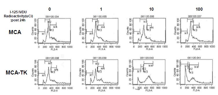 그림 115. MCA, MCA-TK 세포주에서 [125I]IVDU 방사선량별 처리후 세포주기 분석