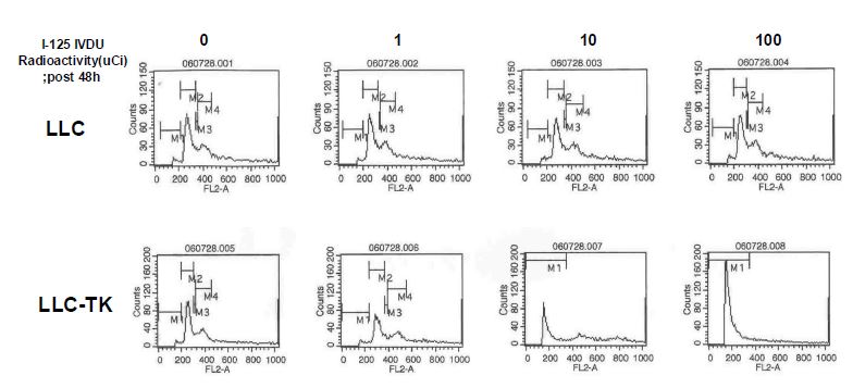 그림 116. LLC와 LLC-TK 세포주에서 [125I]IVDU 방사선량별 처리후 세포주기 분석