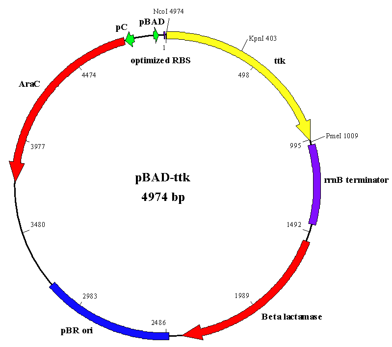 그림 119. pBAD-ttk 발현 벡터