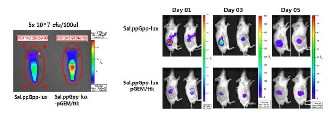 그림 121. CT-26 종양 모델에 ttk 발현 박테리아 정맥 주사후 종양 표적능 생체발광영상으로 확인