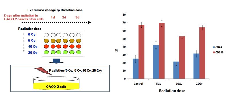 그림 134. CACO-2세포에 처리 방사선양에 따른 CD133 및 CD44 발현 양 분석