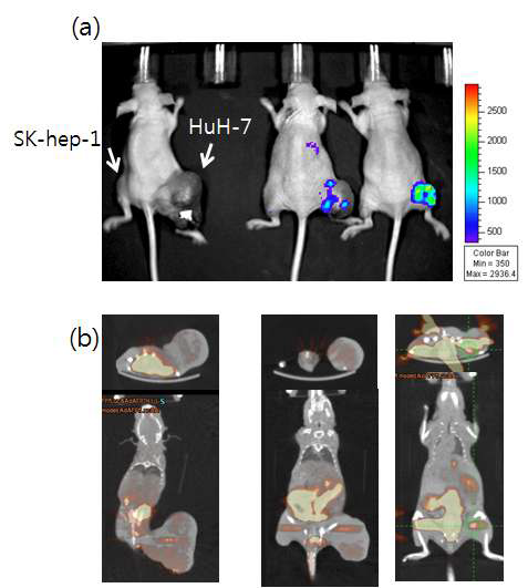 그림 143. 이종형질모델의 생체발광영상(a)과 [18F]FHBG PET/CT영상(b)