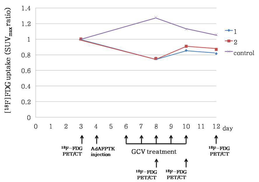 그림 146. GCV 치료 전·후의 [18F]FDG 섭취율 평가