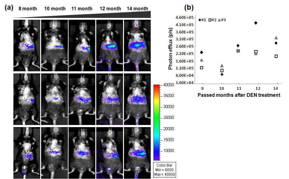 그림 147. DEN에 의해 간암유도된 AFPfLuc-Tg model의 생체발광영상(a)과 시간에 따른 photon efflux의 증가(b)