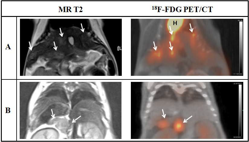 그림 149. DEN처리한 간암모델의 MR T2 강조영상과 [18F]FDG PET/CT 영상.