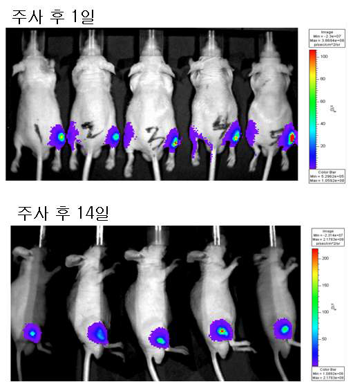 그림 160. 생체발광영상을 이용한 누드마우스에서 CD133 양성 CACO-2 세포의 증식 영상