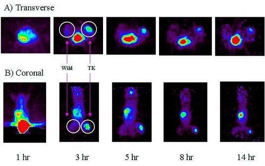 그림 6. The micro-PET images of [124I]DDIU were acquired at 1, 3, 5, 8 and 14 hrs to the MCA(left thigh) MCA-TK(right thigh) bearing nude mice.