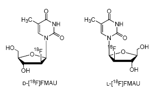 그림 25. Structures of D-[18F]FMAU and L-[18F]FMAU