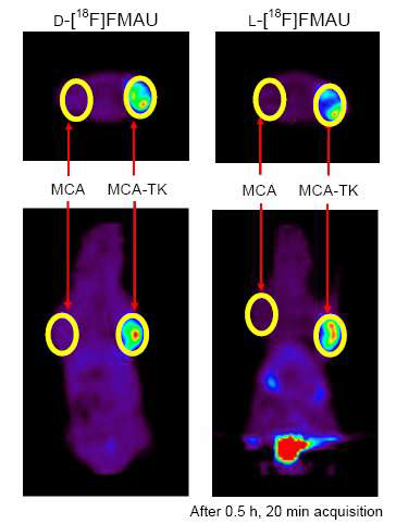 그림 29. MicroPET images of D-[18F]FMAU and L-[18F]FMAU in MCA (Morris hepatoma RH 7777 cell line) and MCA-TK (HSV1-TK gene transduced) tumor-bearing nude mice. Each image represents the same transverse and coronal plane