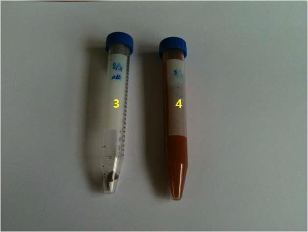 Bioanode 중 부식된 부분과 chamber B 부유시료의 XPS 분석 결과.