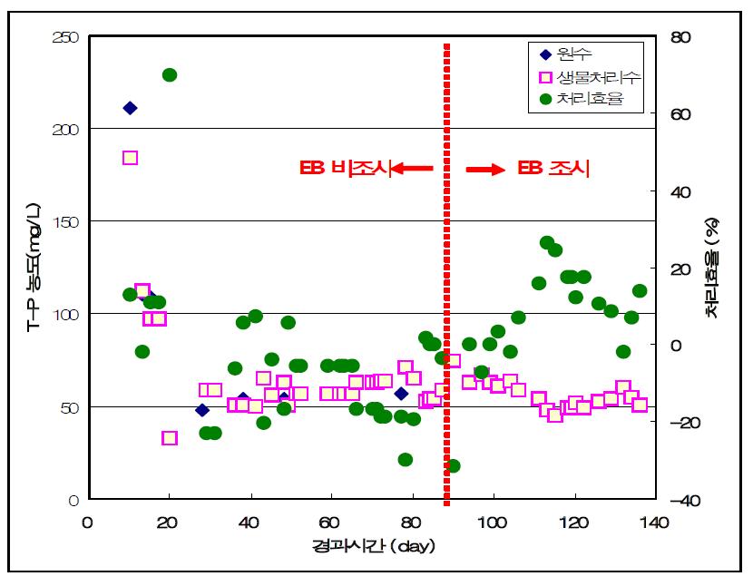 생물반응기를 이용한 축산폐수의 최종처리 후 내부에 남아 있는 T-P의 잔류농도와 제거율.