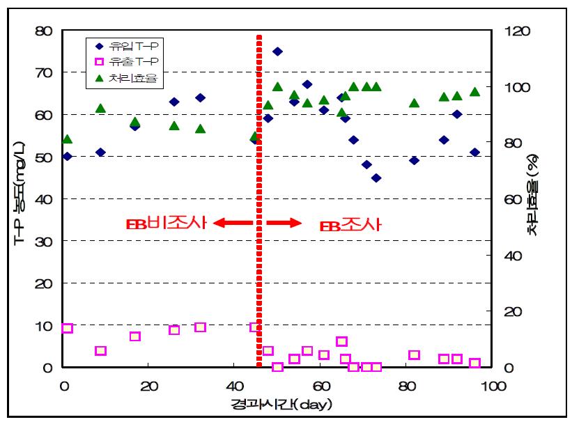생물반응기 처리후 T-P의 농도변화와 처리효율.