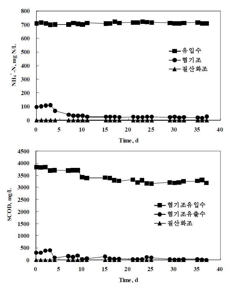 유입수, 혐기조, 질산화조에서의 암모니아 및 유기물 농도 변화.