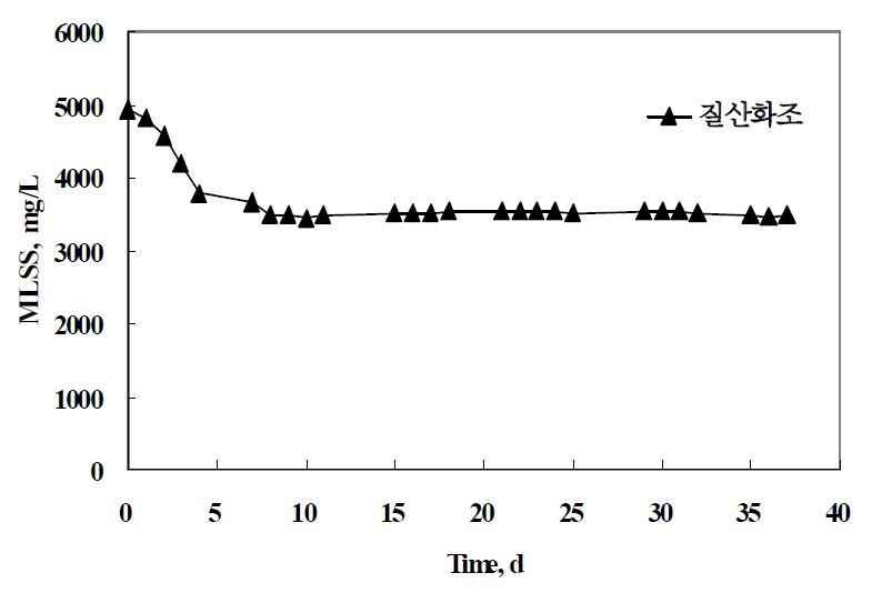 질산화조에서의 MLSS 농도 변화.