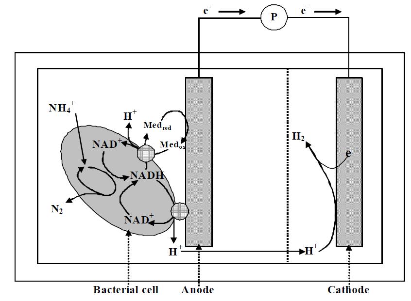 생물전기화학적 암모니아 수소화 시스템의 개략도.