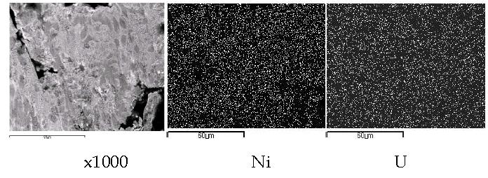 Scanning electron image(SEI) and elemental mapping images for the melt by fusion of an segment of UO2(0.153 g) pellet with basket type nickel(0.65 g) at 750A, 60 seconds.