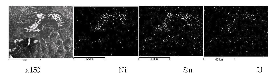 Scanning electron image(SEI) and elemental mapping images for the melt by fusion of a segment of UO2(0.1205 g) pellet with a basket type nickel(1.0 g), a tin pellet(0.5 g) and graphite powder(0.16 g) at 750A, 60 seconds.