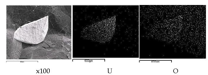 Scanning electron image(SEI) and elemental mapping for the melt by fusion of a segment of SIMFUEL(0.1149 g) pellet with granule iron(1.1 g) at 750A, 60 seconds.