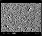 Back scattering electron image(BEI) (x500)