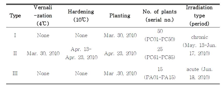 The schedule of chronic or acute irradiation treatment by gamma phytotron for Brachpodium plants in reproductive stage.