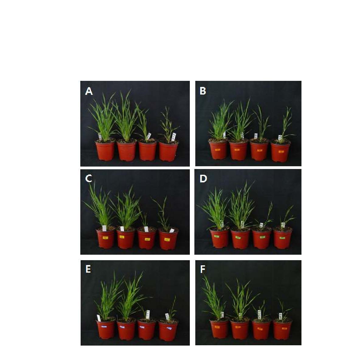 Plant growth in response to various doses of gamma-radiation. A: wild-types, B: 50 Gy, C: 100 Gy, D: 150 Gy, E: 200 Gy, F: 250 Gy.