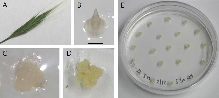 Callus induction from immature embryo of Brachypodium (Bd21). A: Brachypodium spikelet, B: immature embryo (the bar indicates 1 ㎜), C: white and watery callus, D: yellow and compact callus, E: callus subculture.