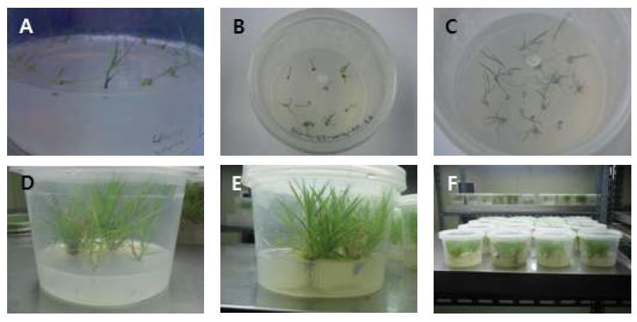 Root induction culture in RIM. Shoots were transfer to RIM (A, B, and C) and roots were developed (D, E, and F).