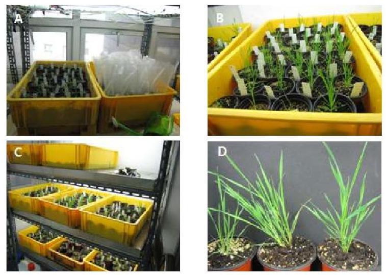 Transferring regenerated plants to soil-pots and acclimation. Regenerants were transferred to soil (A, B, and C). After acclimation, plants were grown in well controled glass house (D).