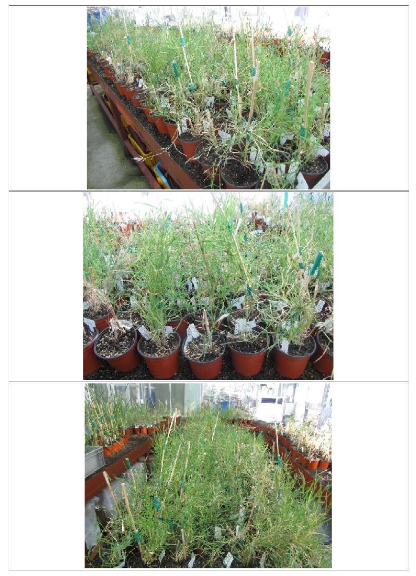 Well management of Brachypodium plants derived from irradiated calli in green house for seed maturation (28℃, 20 hrs day light).