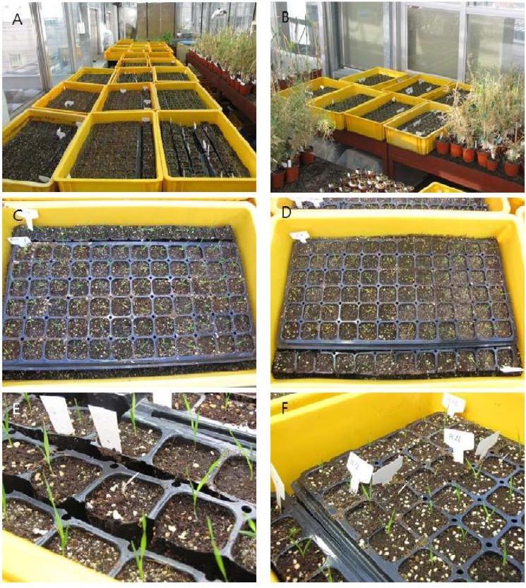 Transplants of germinated M1 seeds. All the plants were put into box until adapting to environment (A, B, C and D). Albino plants were occasionally observed (E and F).