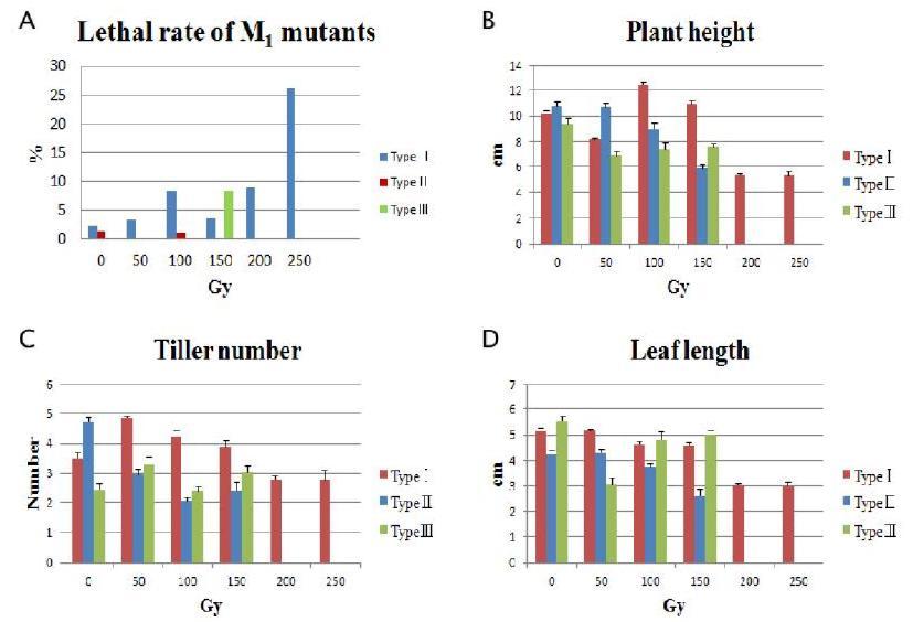 Phenotype evaluation at 6 weeks after transplanting. A: lethal rate of M1 mutants, B: plant height, C: tiller number, D: leaf length. The error bars represent the standard error of the mean of replicates.