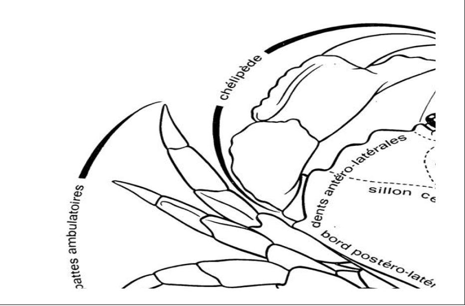 게류의 갑각부위 도식도