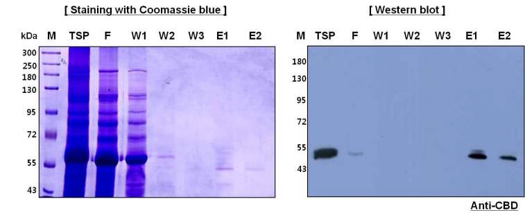 그림 2 조류독감 HA 백신 단백질의 amorphous cellulose affinity chromatograhpy