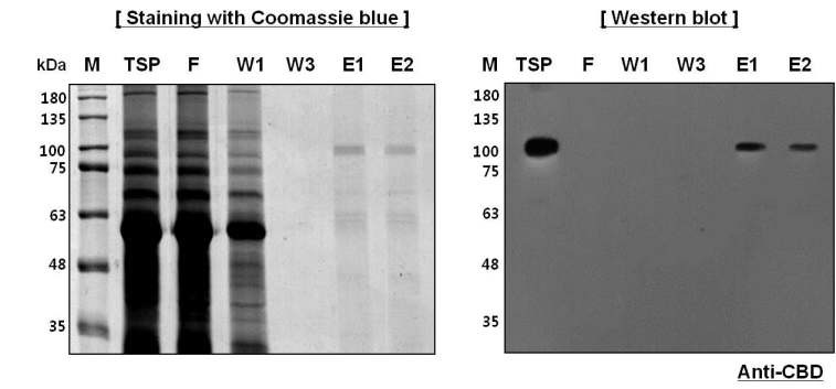 그림 3 Amorphous cellulose affinity chromatography using 21ug fresh weight of arabidopsis plants