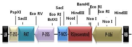 그림 1-2. 형질전환벡터 pSB-RS의 각 구성요소의 위치 및 방향성.