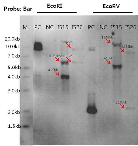 그림 1-5. 도입유전자 복제수분석을 위한 southern blot 분석 M: size marker, PC: positive control (pSB-RS), NC: negative control (동진벼), I515: 익산515호, I526: 익산256호