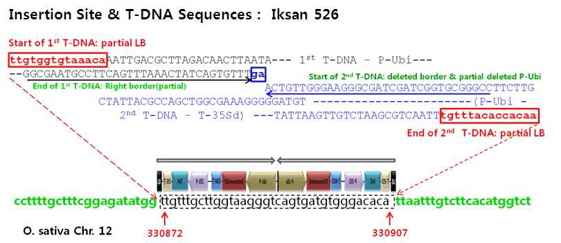 그림 1-6. 익산526호에 도입된 T-DNA 삽입위치 및 삽입구조의 종합 모식도 (녹색 영문소문자: 벼 삽입부 주변의 벼 genomic sequence, 330872: T-DNA 삽입 시작 위치, 330907: T-DNA 삽입 종결위치)