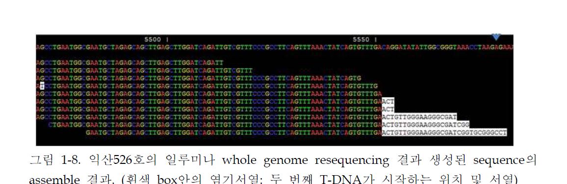 그림 1-8. 익산526호의 일루미나 whole genome resequencing 결과 생성된 sequence의 assemble 결과