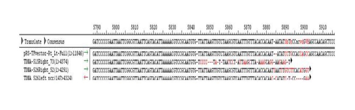 그림 1-9. 삽입부위 재확인을 위한 LA-PCR product의 sequence 분석결과