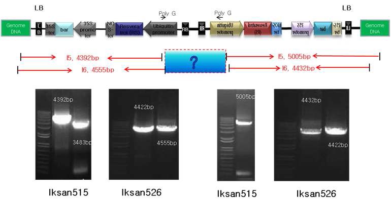 그림 1-9. 삽입부위 재확인을 위한 LA-PCR 모식도 및 PCR 결과