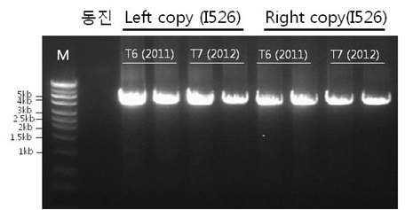 그림 1-10. LA-PCR을 이용한 T6 및 T7세대 간의 안정적 유전 확인.